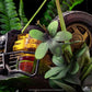 Iron Studios - Jurassic World: Fallen Kingdom - Estatua 1/10 Art Scale Blue Deluxe