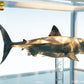 Tiburón Maqueta 1/18 Jaws Bronze 60 cm - Z POP Toys