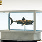 Tiburón Maqueta 1/18 Jaws Bronze 60 cm - Z POP Toys