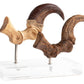 Jurassic Park ECC Elite Creature Line Estatua Velociraptor Foot Claw and Fossil Claw Set 20 cm