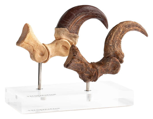 Jurassic Park ECC Elite Creature Line Estatua Velociraptor Foot Claw and Fossil Claw Set 20 cm