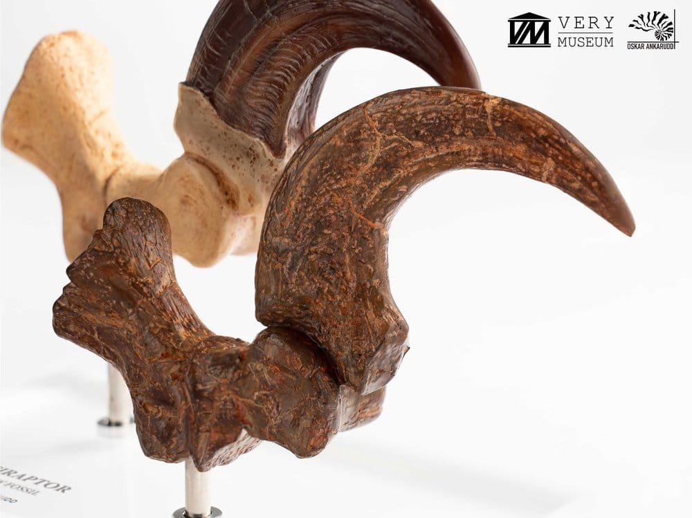 Jurassic Park ECC Elite Creature Line Estatua Velociraptor Foot Claw and Fossil Claw Set 20 cm