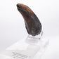 Jurassic Park 1/1 Réplica Velociraptor Toenail Type A 11 cm