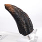 Jurassic Park 1/1 Réplica Velociraptor Toenail Type A 11 cm