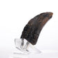 Jurassic Park 1/1 Réplica Velociraptor Toenail Type A 11 cm