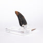 Jurassic Park 1/1 Réplica Velociraptor Toenail Type A 11 cm