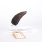Jurassic Park 1/1 Réplica Velociraptor Toenail Type A 11 cm