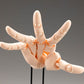 Takahiro Kagami Artist Support Item Hand PVC 1/1 Model/L Pale Orange 21 cm