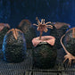 Aliens Pack de 6 Accesorios Carton of Alien Eggs (40th Anniversary)