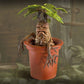 Harry Potter Estatua Magical Creatures Mandrake 13 cm