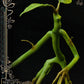 Animales fantásticos Estatua Pickett 27 cm