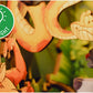 Disney Maqueta Book Nook Tiny Adventures El libro de la selva 23 cm