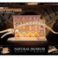 Revell Tiny Adventures Natural Museum Puzzle 3D de Madera Blue Whale 61 cm