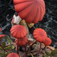 The Mushroom Girls Estatua PVC 1/1 No.6 Marasmius Haematocephalus 23 cm - Z POP Toys