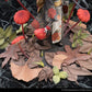 The Mushroom Girls Estatua PVC 1/1 No.6 Marasmius Haematocephalus 23 cm - Z POP Toys