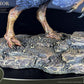 Wonders of the Wild  Estatua Oviraptor 32 cm