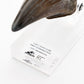 Jurassic Park Estatua T-Rex Hand Claw 13 cm