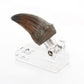 Jurassic Park Estatua T-Rex Hand Claw 13 cm